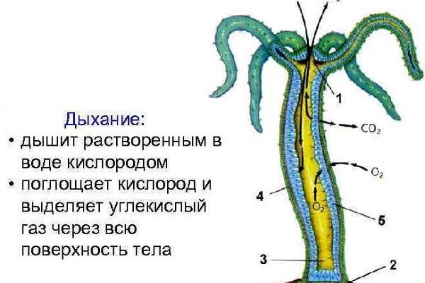 Кракен онион зеркала зеркало