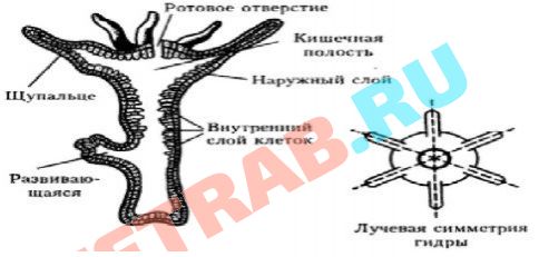 Пользователь не найден на кракене